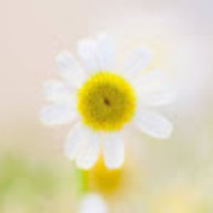 Meet your Posher, Sally